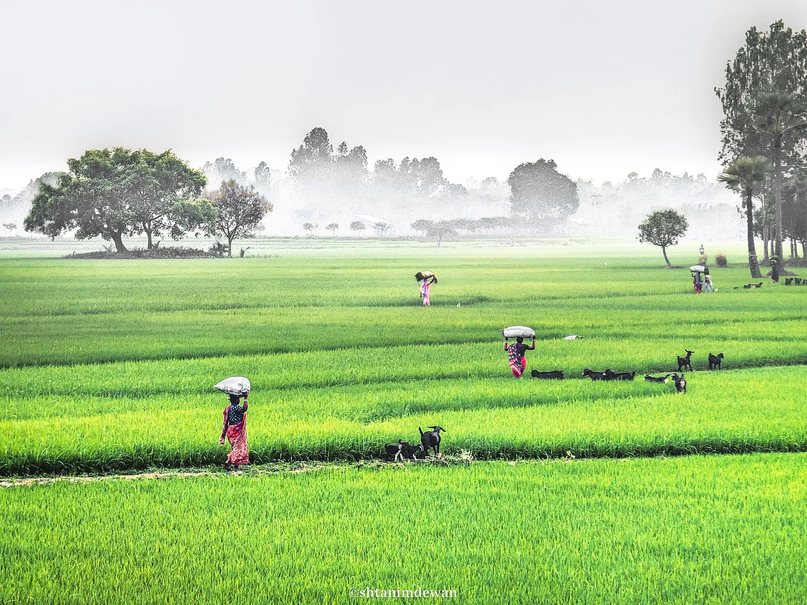 গোদাগাড়ীতে গভীর নলকূপে পানি কম, বোরো বীজতলা নিয়ে দুশ্চিন্তা