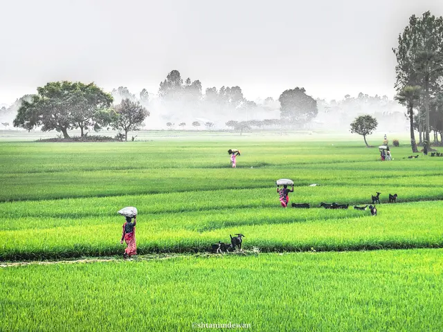 গোদাগাড়ীতে গভীর নলকূপে পানি কম, বোরো বীজতলা নিয়ে দুশ্চিন্তা