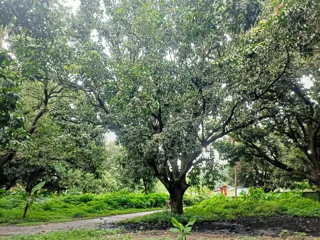 শিবগঞ্জে নাবি জাতের আম বিক্রি করে ভালো দাম পাচ্ছেন চাষিরা